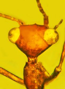 E.T.-Like Insect – “Near Really Seen Anything Like It”