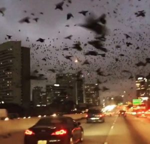 Mysterious Bird Apocalypse on Houston Highway
