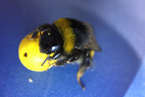 Scientists Teach Bumblebees to Play Soccer, Suggesting ‘Unprecedented Learning Abilities’